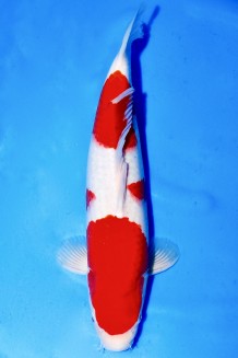 TATEGOI KOHAKU +45CM Koi kaufen im Koishop