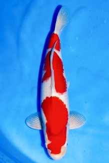 TATEGOI KOHAKU +46CM Koi kaufen im Koishop