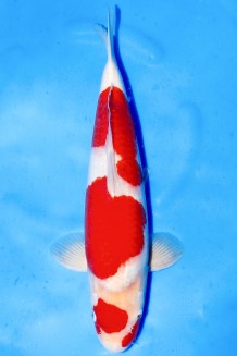 TATEGOI KOHAKU +46CM Koi kaufen im Koishop