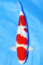 TATEGOI KOHAKU +47CM