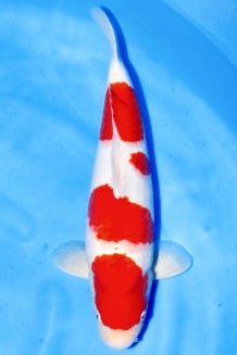 TATEGOI KOHAKU +47CM Koi kaufen im Koishop