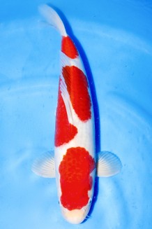 TATEGOI KOHAKU +47CM Koi kaufen im Koishop