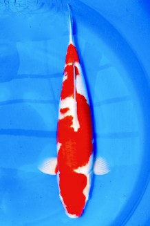 TATEGOI KOHAKU +54CM Koi kaufen im Koishop