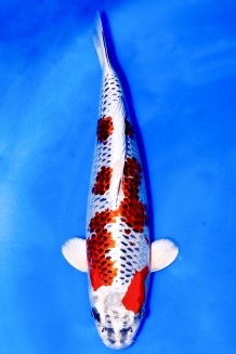 TATEGOI KUJAKU ROT +39CM Koi kaufen im Koishop