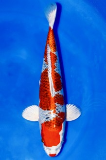 VIP KUJAKU ROT +40CM Koi kaufen im Koishop