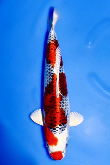 TATEGOI KUJAKU ROT +40CM Koi kaufen im Koishop