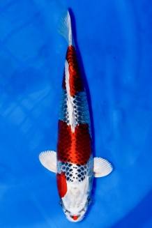 TATEGOI KUJAKU ROT WEIBLICH +43CM Koi kaufen im Koishop