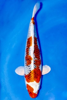 TATEGOI KUJAKU WEIBLICH +43CM Koi kaufen im Koishop