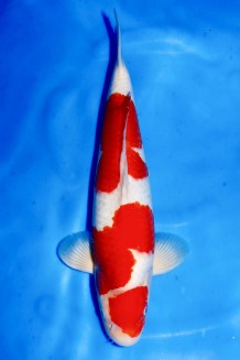 TATEGOI MARUTEN KOHAKU +47CM Koi kaufen im Koishop