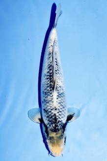 TATEGOI MATSUKAWABAKE +39CM Koi kaufen im Koishop