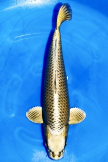 TATEGOI MUKASHI OGON +50CM Koi kaufen im Koishop