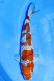 TATEGOI OCHIBA SHIGURE +42CM Koi kaufen im Koishop