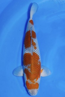 TATEGOI OCHIBA SHIGURE WEIBLICH +40CM Koi kaufen im Koishop