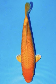 TATEGOI ORENJI OGON +43CM Koi kaufen im Koishop