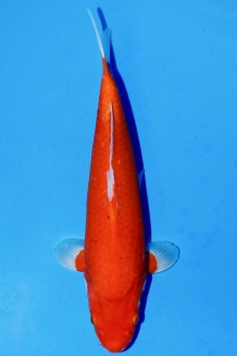 TATEGOI RED TIGER WEIBLICH +40CM Koi kaufen im Koishop