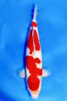 TATEGOI SAKAI KOHAKU +46cm Koi kaufen im Koishop