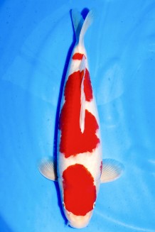 TATEGOI SAKAI KOHAKU +49CM Koi kaufen im Koishop