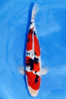 TATEGOI SANKE +45CM Koi kaufen im Koishop