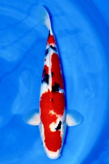 TATEGOI SAKAI SANKE WEIBLICH +45CM Koi kaufen im Koishop