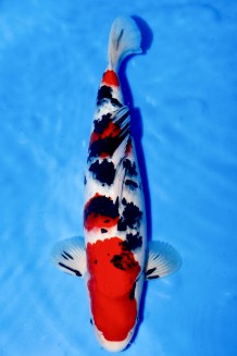 TATEGOI SANKE +48CM Koi kaufen im Koishop