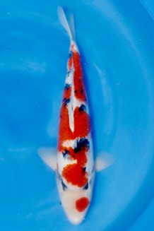 TATEGOI SANKE WEIBLICH +50CM Koi kaufen im Koishop