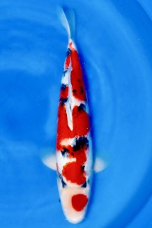 TATEGOI SANKE WEIBLICH +50CM Koi kaufen im Koishop