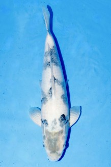 TATEGOI SHIRO-UTSURI +46CM Koi kaufen im Koishop