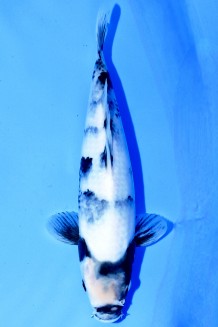 TATEGOI SHIRO-UTSURI WEIBLICH 32 CM Koi kaufen im Koishop