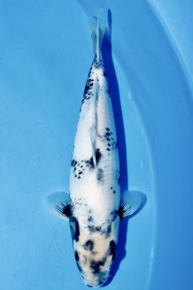 TATEGOI SHIRO-UTSURI WEIBLICH 32 CM Koi kaufen im Koishop