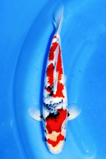 TATEGOI SHOWA +36CM Koi kaufen im Koishop