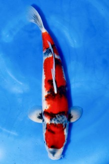 TATEGOI SHOWA +43CM Koi kaufen im Koishop