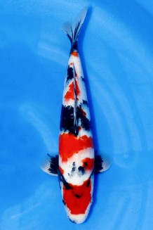 TATEGOI SAKAI SHOWA +45CM Koi kaufen im Koishop