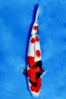 TATEGOI SHOWA WEIBLICH +42CM Koi kaufen im Koishop