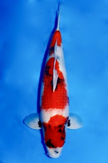 TATEGOI SHOWA WEIBLICH +52CM Koi kaufen im Koishop