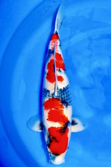 TATEGOI SHOWA WEIBLICH +53CM Koi kaufen im Koishop