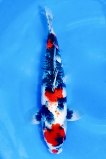 TATEGOI SHOWA +47CM Koi kaufen im Koishop