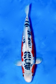 TATEGOI SHUSUI +40CM Koi kaufen im Koishop