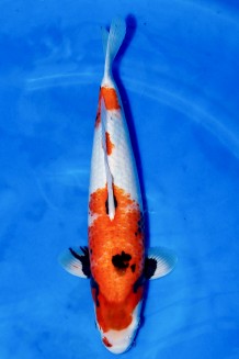 TATEGOI SUMI SAKURA +46CM Koi kaufen im Koishop