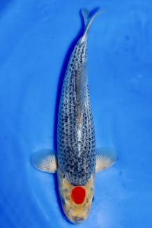 TATEGOI TANCHO GOSHIKI +40CM Koi kaufen im Koishop