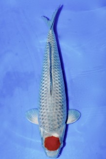 TATEGOI TANCHO OCHIBA SHIGURE WEIBLICH +43CM Koi kaufen im Koishop