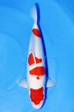 TOP TATEGOI KOHAKU +50CM