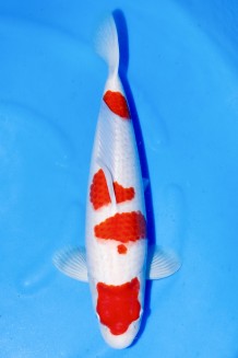 TOP TATEGOI KOHAKU +50CM Koi kaufen im Koishop