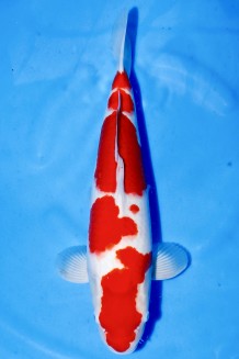 TOP TATEGOI KOHAKU WEIBLICH +46CM Koi kaufen im Koishop