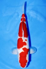 TOP TATEGOI KOHAKU WEIBLICH +46CM