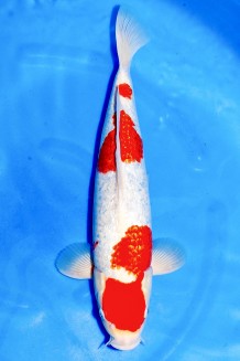 VIP GINRIN KOHAKU +42CM Koi kaufen im Koishop